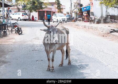 Eklingji, India - March 15, 2020: Cow with horns freely wanders the streets of India, in a small village Stock Photo