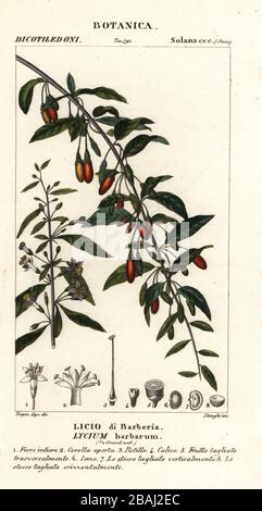 Himalayan goji berry, Lycium barbarum, Licio di Barberia. Handcoloured copperplate stipple engraving from Antoine Laurent de Jussieu's Dizionario delle Scienze Naturali, Dictionary of Natural Science, Florence, Italy, 1837. Illustration engraved by Stanghi, drawn and directed by Pierre Jean-Francois Turpin, and published by Batelli e Figli. Turpin (1775-1840) is considered one of the greatest French botanical illustrators of the 19th century. Stock Photo