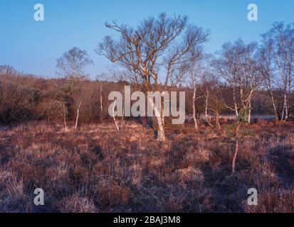 Silver Birch trees in surreal early morning light located near Burley in the New Forest, Hampshire, UK