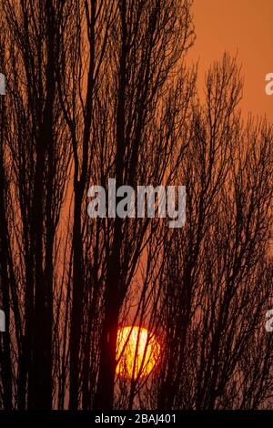 Sunrise behind a tall Poplar tree, UK Stock Photo