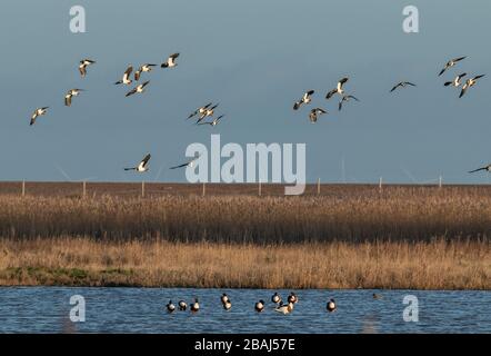 Flock of lapwings flying over Common shelducks, Tadorna tadorna, on coasatal lagoon, in winter. Cley, Norfolk. Stock Photo