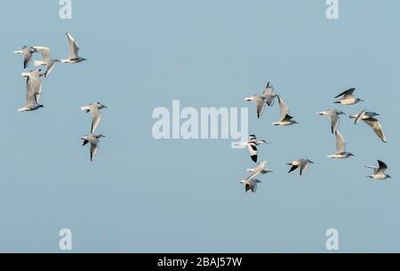 Flock of black-headed gulls in flight, with single Avocet. Norfolk. Stock Photo