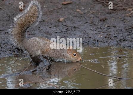 Grey squirrel, Sciurus carolinensis, drinking at woodland pool, Norfolk. Stock Photo