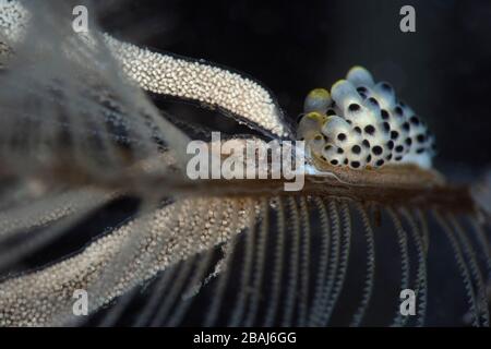 Process of laying eggs of nudibranch  Black-Spotted Doto. Underwater macro photography from Tulamben, Bali,  Indonesia Stock Photo