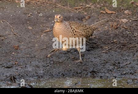 Young female Common pheasant, Phasianus colchicus, drinking at woodland pool.