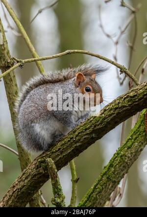 Grey squirrel, Sciurus carolinensis, perched on Elder branch in winter; Norfolk. Stock Photo