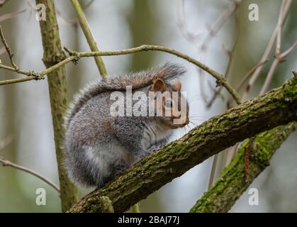 Grey squirrel, Sciurus carolinensis, perched on Elder branch in winter; Norfolk. Stock Photo