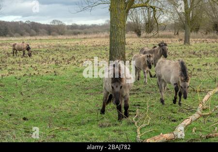 Konik horses grazing grassland at Redgrave & Lopham Fen, Suffolk Stock Photo