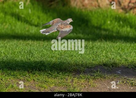 Turtle Dove, Streptopelia turtur, feeding on grass, Suffolk. Stock Photo