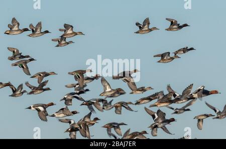 Flock of Teal, Anas crecca, with a few Eurasian wigeon, Mareca penelope, in flight in winter, Somerset Levels Stock Photo