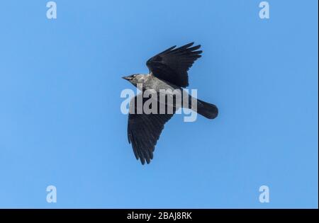 Jackdaw, Corvus monedula, in flight, late winter. Stock Photo