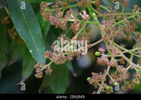 blur young mango in full growth with flower on tree and Green bokeh background from nature forest out of focus Stock Photo