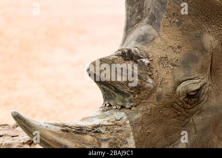 Mammals /  Southern White Rhinoceros in Halls Gap Zoo, Victoria Australia. Stock Photo