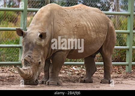 Mammals /  Southern White Rhinoceros in Halls Gap Zoo, Victoria Australia. Stock Photo