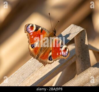 peacock butterfly (Aglais io) sitting opened on dry reed leaf, animal insect macro Stock Photo