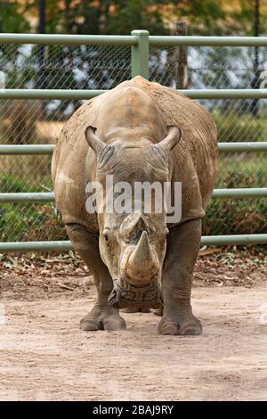 Mammals /  Southern White Rhinoceros in Halls Gap Zoo, Victoria Australia. Stock Photo