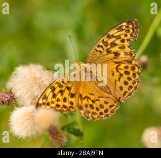 orange brown butterfly silver-washed fritillary (Argynnis paphia) sitting on thistle blossoms, animal insect macro Stock Photo