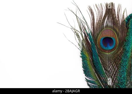 Peacock feather in royal style on white background. Tropical abstract background. Exotic bird. Stock Photo