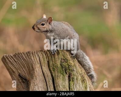 Grey squirrel, Sciurus carolinensis, perched on log, Dorset. Stock Photo