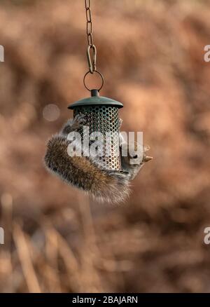 Grey squirrel, Sciurus carolinensis, feeding at garden bird-feeder, Dorset. Stock Photo