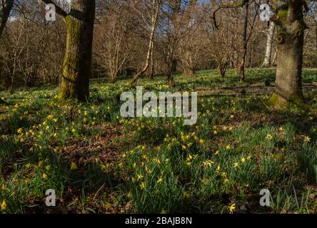 Wild Daffodils, Narcissus pseudonarcissus ssp. pseudonarcissus, in Tanpits Coppice (part of Bere Stream SSSI), Dorset. Stock Photo