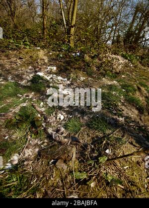 Remnants of wildlife conservation (deer culling) on agrarian farmland in Britain, England, United Kingdom, Europe Stock Photo