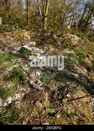 Remnants of wildlife conservation (deer culling) on agrarian farmland in Britain, England, United Kingdom, Europe Stock Photo
