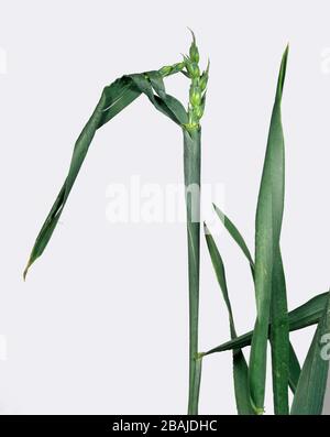 A wheat ear showing copper deficiency symptoms with ear trapped by twisted flagleaf Stock Photo