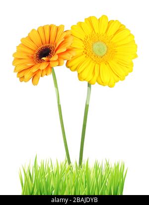 Wonderful Gerbera (Daisy) isolated on white background. Germany Stock Photo