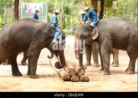 Thai elephant show Logging work at Lamphang Province in Northern of Thailand. Stock Photo