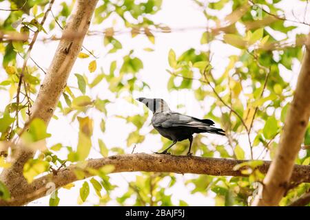 Goa, India. House Crow Sitting On Branch Of Tree. Stock Photo