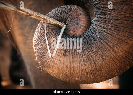 Goa, India. Close View Of Elephant Cow Eating By Trunk. Stock Photo