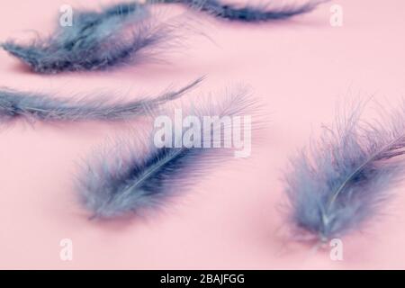 Beautiful blue feather on pinc background Stock Photo