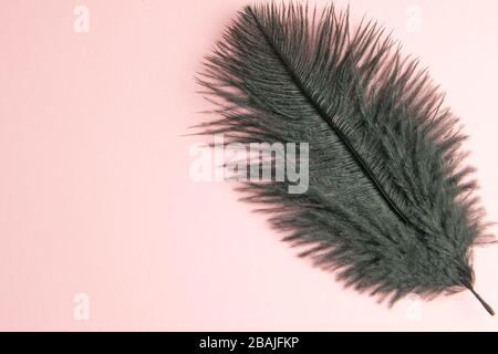 Beautiful black feather on pinc background Stock Photo