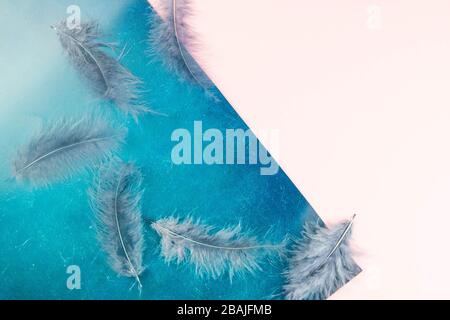 Beautiful blue feather on pinc-blue background Stock Photo