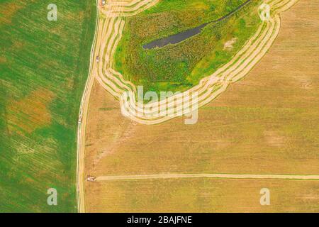 Aerial View Of Rural Landscape. Combine Harvester Working In Field, Collects Seeds. Harvesting Of Wheat In Late Summer. Agricultural Machine Collectin Stock Photo