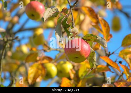 Beautiful apple tree in the late summer, Lüneburg Heath, Northern Germany Stock Photo
