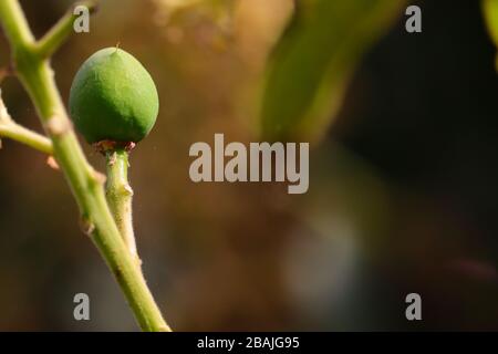 A young green mango full grow on tree with micro shot and out of focus nature background and copy space Stock Photo