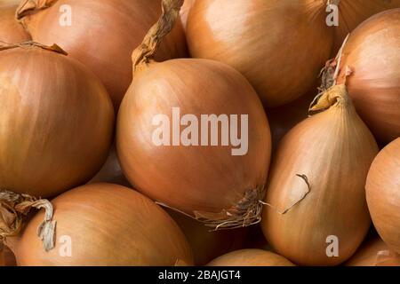Fresh raw yellow whole onions close up full frame Stock Photo