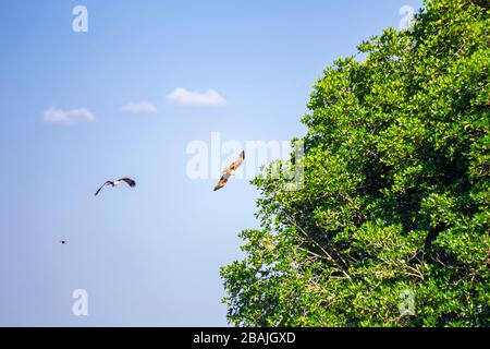 Red hawk while fly in the sky. Stock Photo