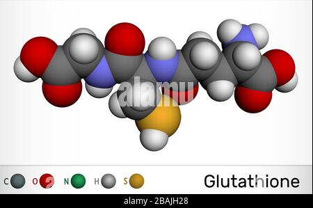 Glutathione, GSH, C10H17N3O6S molecule. It is an important antioxidant in plants, animals and some bacteria. Molecular model. 3D rendering Stock Photo