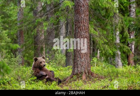 Cub of Brown Bear in the summer forest sits under pine tree.  Natural habitat. Scientific name: Ursus arctos.