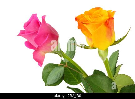 Two Roses (Rosaceae) isolated on white background, including clipping path. Germany Stock Photo