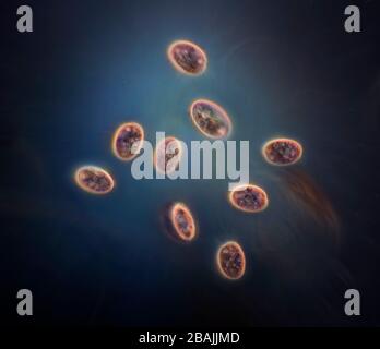 Protozoa in pondwater Stock Photo - Alamy