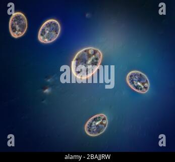 Protozoa in pondwater Stock Photo - Alamy