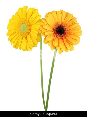 Two wonderful Gerberas (Daisies) isolated on white background, including clipping path. Germany Stock Photo