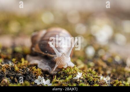 Schnecke - Weinbergschnecke - Burgunderschnecke Stock Photo