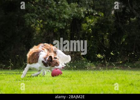 Border collie catching a red ball in high speed Stock Photo
