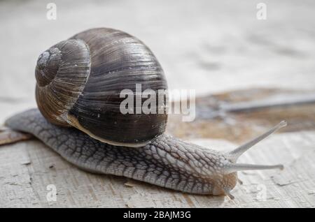 Schnecke - Weinbergschnecke - Burgunderschnecke Stock Photo