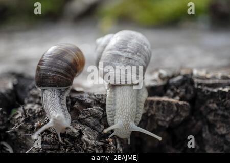 Schnecke - Weinbergschnecke - Burgunderschnecke Stock Photo